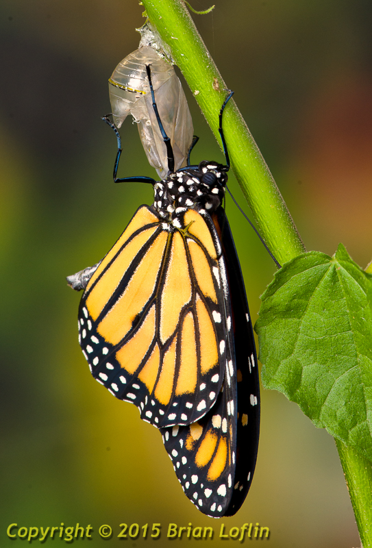 Monarcg butterfly emerging from its chrysalis.